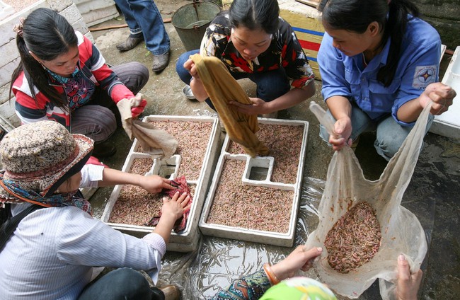 Cuộc sống sau ống kính: Lại đến mùa rươi - Ảnh 1.