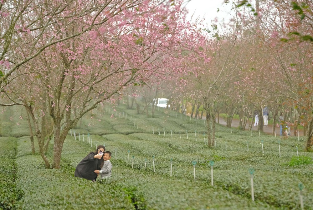 Mai anh đào nở sớm trước Tết thu hút du khách đến với Đà Lạt - Ảnh 2.